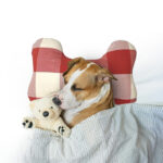 Pure Cotton Pet Pillow Manufacturer and Supplier in India